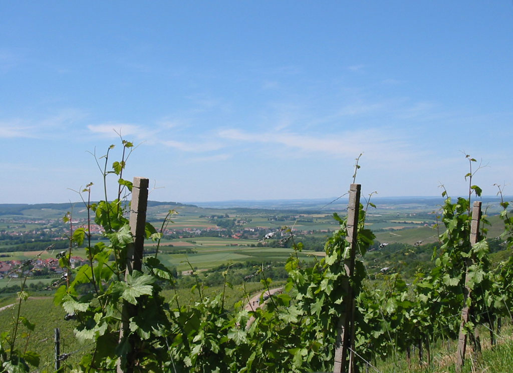 Weinberge mit Blick auf Adolzfurt