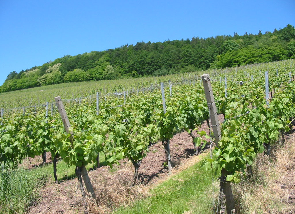 Weinberge um Adolzfurt