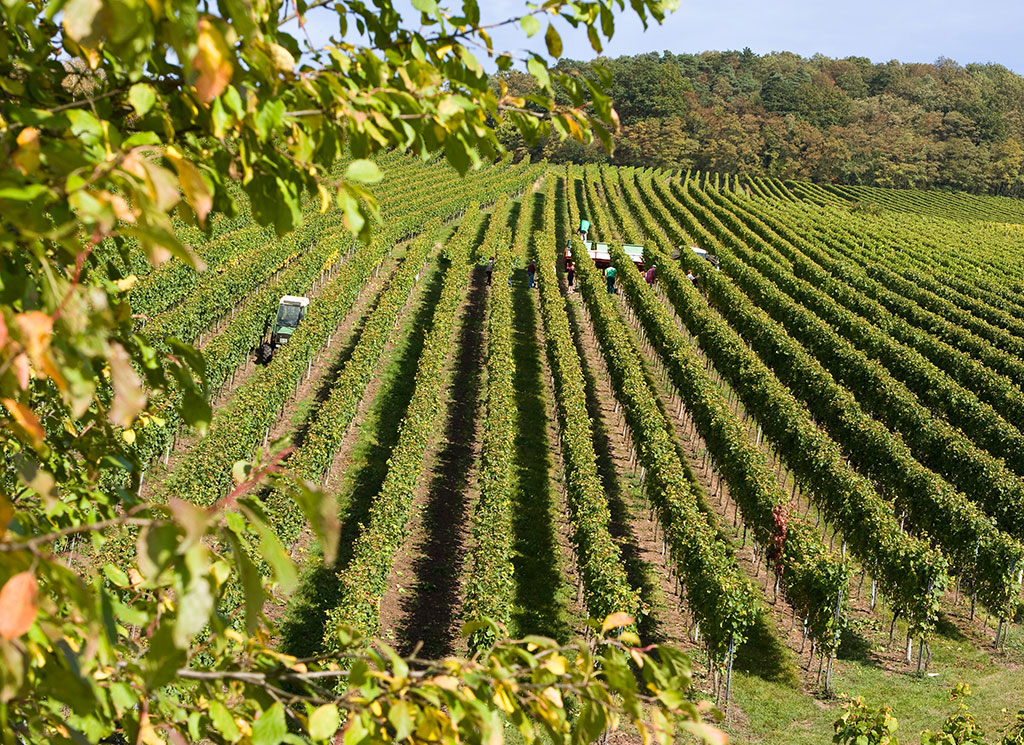 Traubenlese vom Weingut Birkert