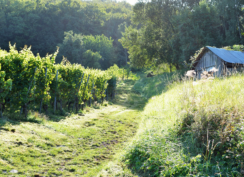 Weinreben Weinberghütte