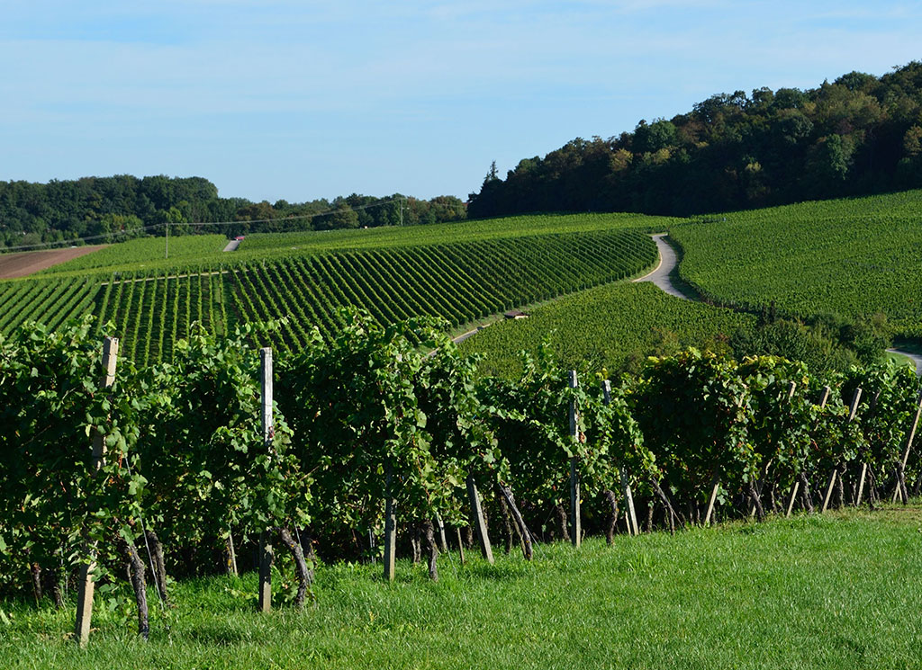 Weinberge